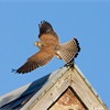 Kestrel (Falco tinnunculus) immature male taking off from roof of old barn. Scotland. December. 